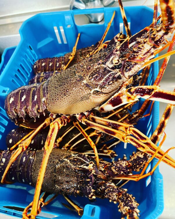 LANGOUSTE