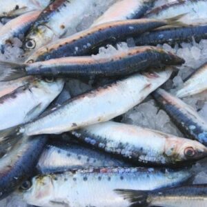 Sardines