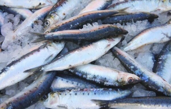 Sardines